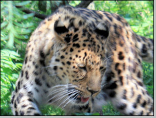 Amurleopard