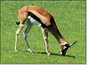 Thomsongazelle