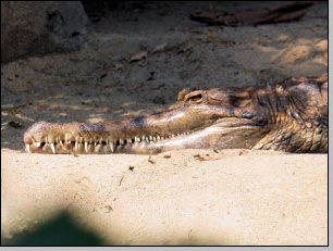 Gavial