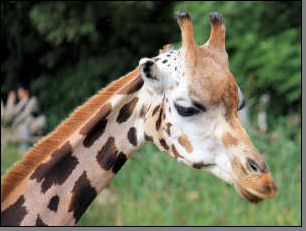 Giraffe