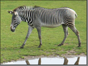 Zebra