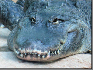 Alligator