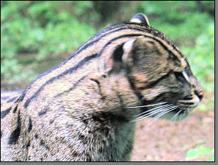 Fischkatze