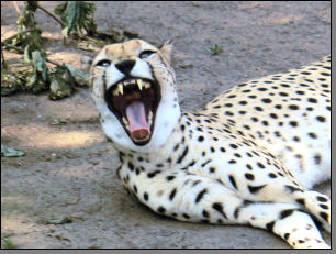 Gepard