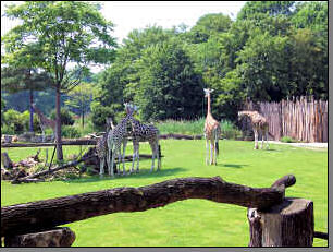 Giraffenfamilie