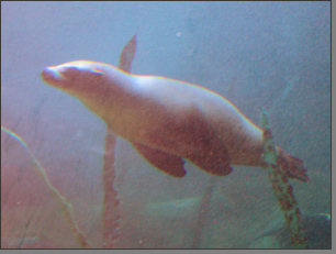 Seelöwe