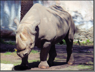 Nashorn