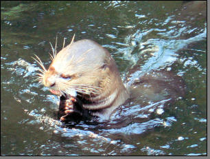 Otter