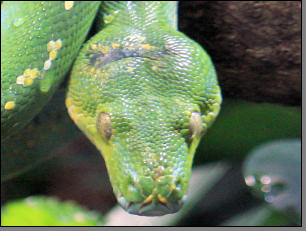 Phyton