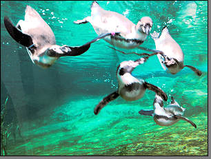Pinguine