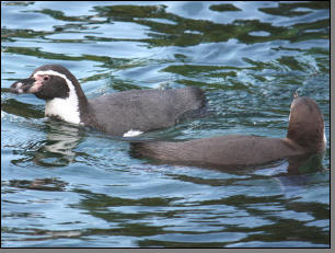 Pinguine