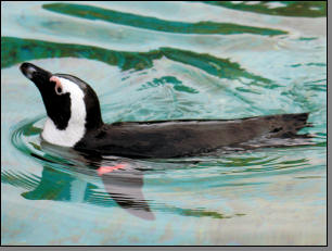 Pinguin