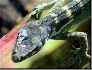 Ritteranolis