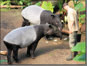 Tapir