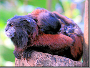 Tamarin