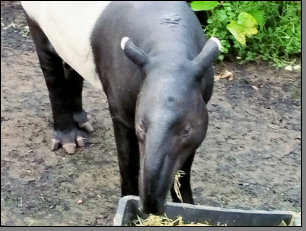 Tapir