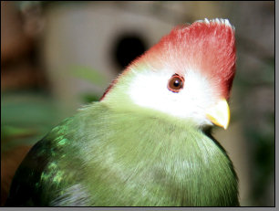 Vogel